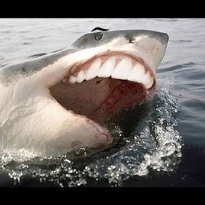 Meet your Posher, Eden